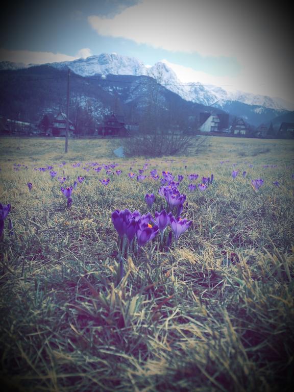 Dom Wypoczynkowy Jadzia Zakopane Exterior foto